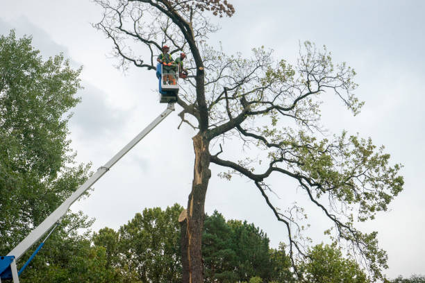 Best Seasonal Cleanup (Spring/Fall)  in Annandale, VA